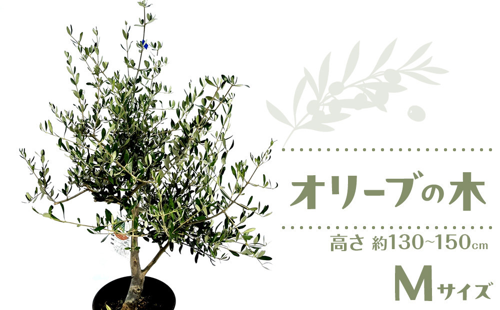 オリーブの木　Mサイズ　高さ約130～150cm