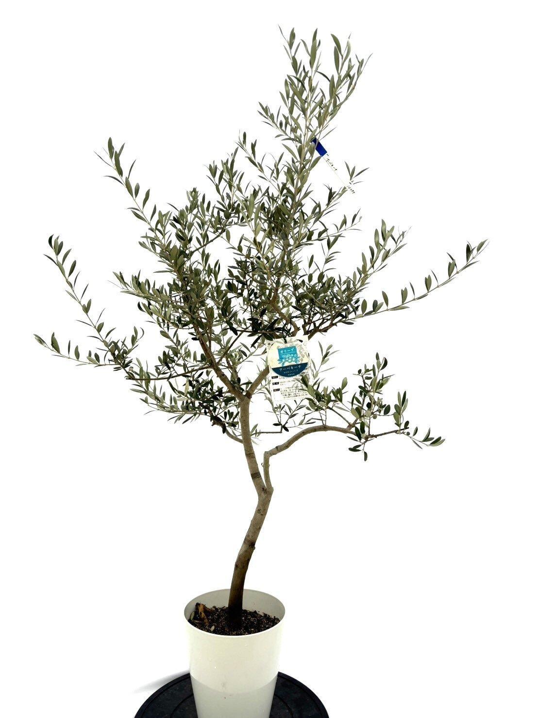 オリーブの木　Sサイズ　高さ約100～130cm