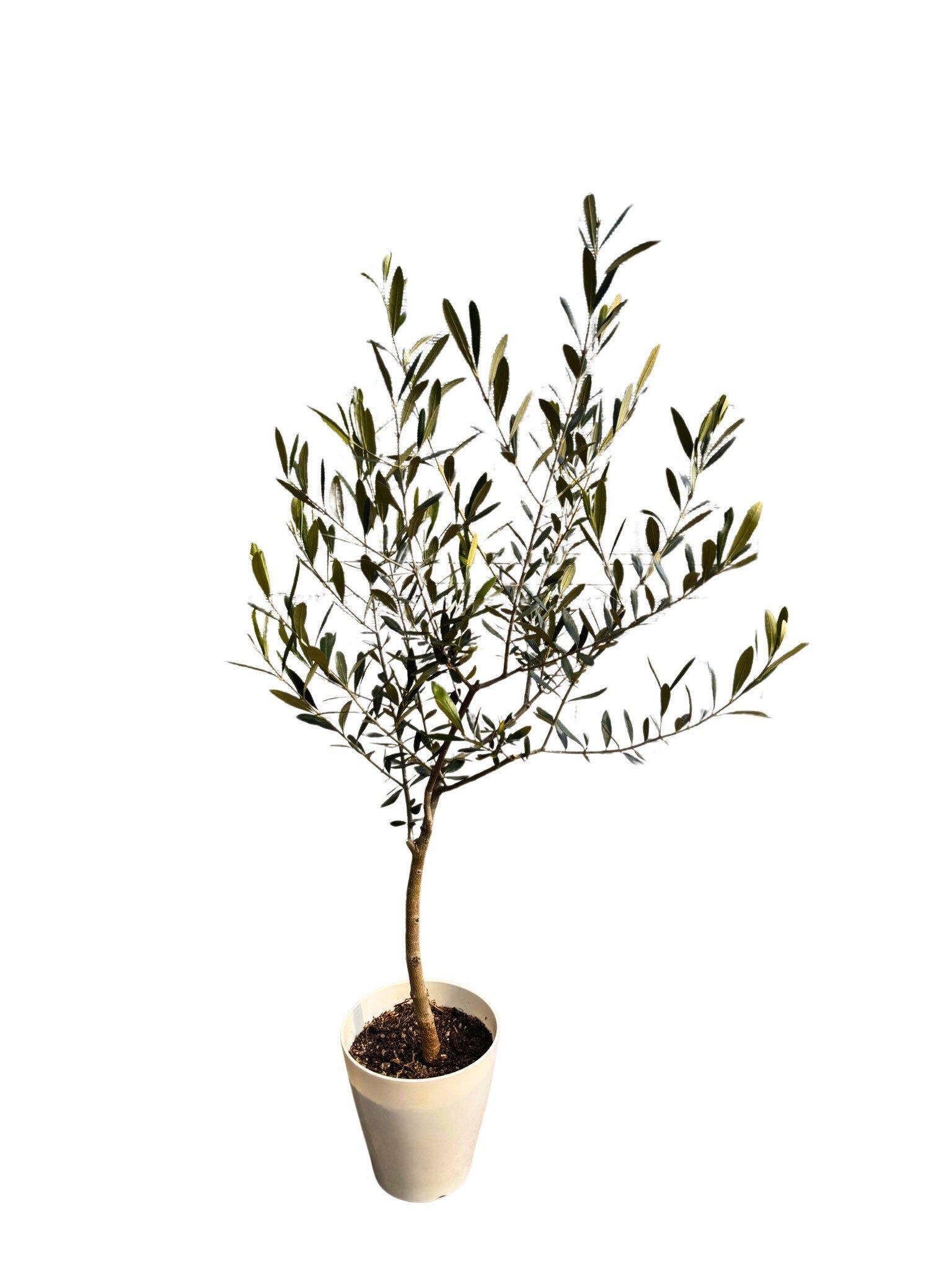 オリーブの木　XSサイズ　高さ80～100cm
