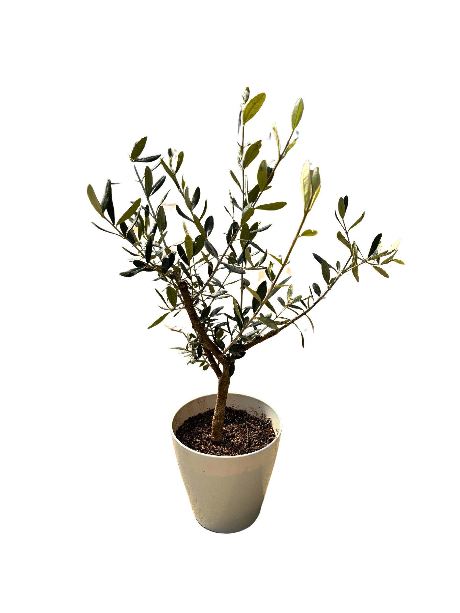 オリーブの木　XXSサイズ　高さ約50～80cm