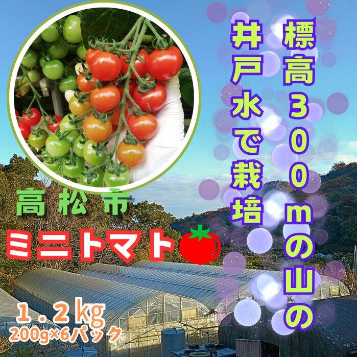 ミニトマト1.2kg (200g×6パック詰め）