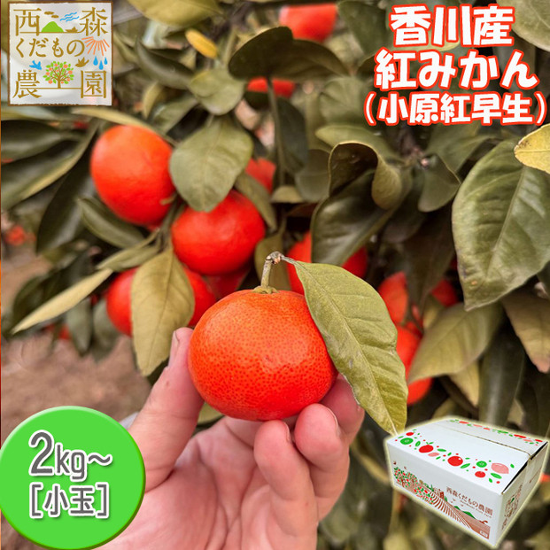 『2025年12月より順次発送』香川オリジナル品種「紅みかん(小原紅早生)」小玉4kg