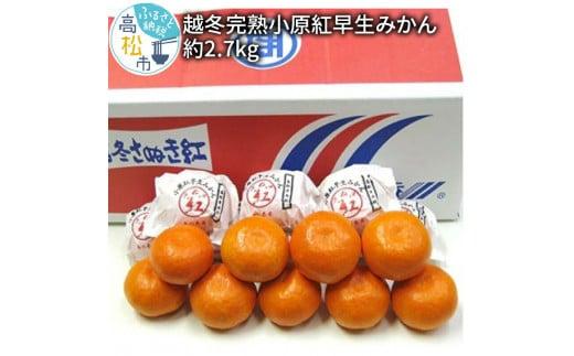 越冬完熟小原紅早生みかん　約2.7kg【2026年1月上旬～2026年2月上旬配送】