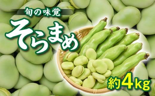 旬の味覚 そらまめ 約4kg【2026年4月下旬～2026年5月下旬配送】