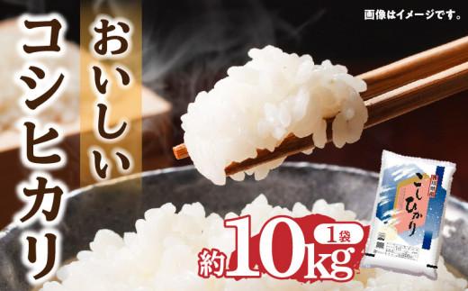 おいしいコシヒカリ約10kg