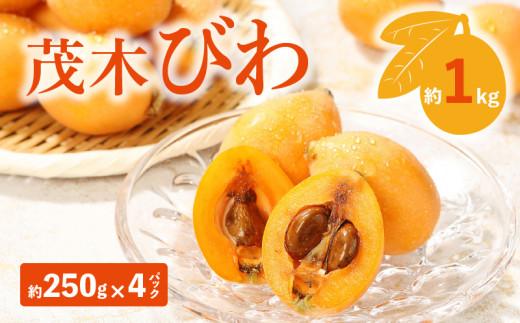 茂木びわ 約1kg (約250g×4パック)【2026-5月中旬～2026-6月中旬配送】