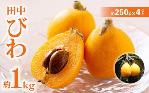 田中びわ 約1kg (約250g×4パック)【2026-6月上旬～2026-7月中旬配送】