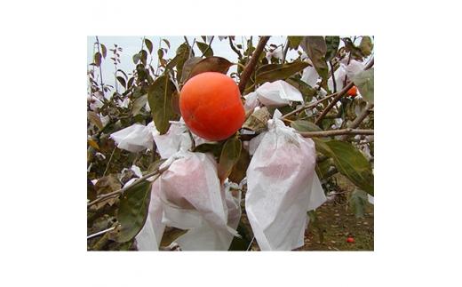 完熟 富有 柿 約3kg 【2025-10月下旬～2025-12月中旬配送】