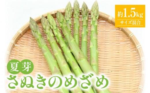 さぬきのめざめ 夏芽 ( サイズ 混合 ) 約1.5kg アスパラガス【2026-5月上旬～2026-11月上旬配送】