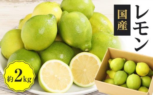 レモン　約2kg【2025年11月下旬～2026年4月上旬配送】