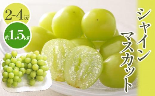 シャインマスカット 約 1.5kg  【2026-8月下旬～2026-9月下旬配送】