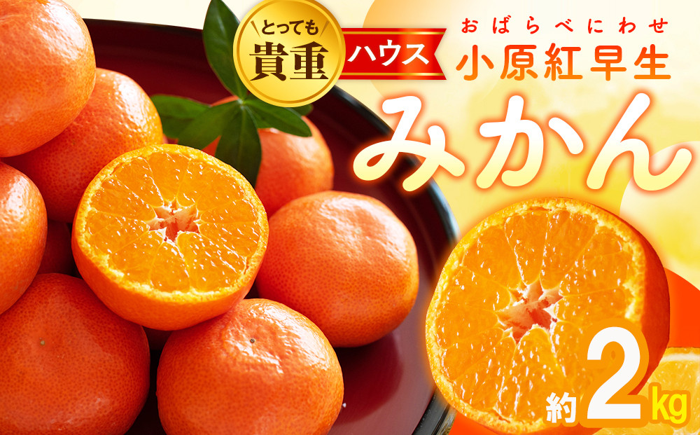 とっても貴重　ハウス小原紅早生みかん　約2kg【2025年6月中旬～2025年8月上旬配送】