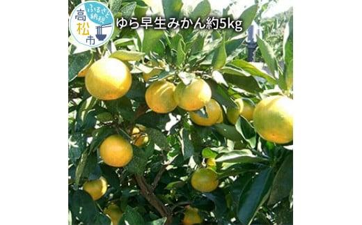 ゆら 早生 みかん 約5kg【2026-9月下旬～2026-11月上旬配送】