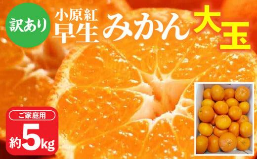 【訳あり】ご家庭用小原紅早生みかん(大玉)　約5kg【2025-11月中旬～2026-1月中旬配送】