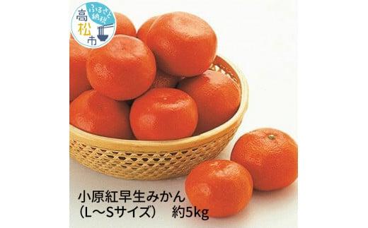 小原紅早生みかん(L～Sサイズ)　約5kg【2025-11月中旬～2026-1月中旬配送】