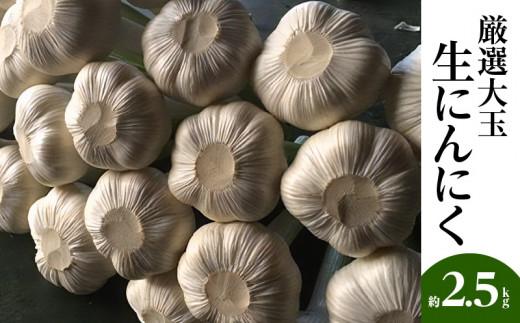 厳選大玉 生にんにく 約2.5kg【2026-5月上旬～2026-6月上旬配送】