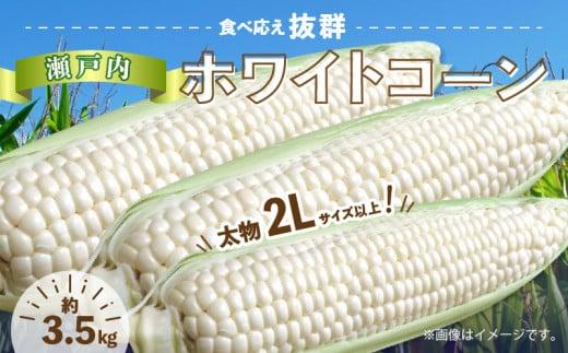 ＼寄附額改定／太物2Lサイズ以上!瀬戸内ホワイトコーン 約3.5kg【2026-6月中旬～2026-7月中旬配送】