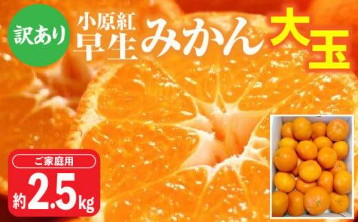 【訳あり】ご家庭用小原紅早生みかん(大玉)　約2.5kg【11月下旬～1月下旬配送予定】