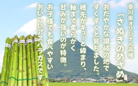 アスパラガス 早出し さぬきのめざめ 春芽 約800g 期間限定 アスパラ グリーンアスパラ 野菜 旬 旬の野菜 季節の野菜 産地直送 香川 香川県 丸亀 丸亀市 冷蔵 冷蔵配送 先行 予約 2026 2026年 2月上旬発送開始