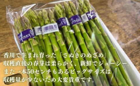 なんと長さは約50センチ！さぬきのめざめ（春芽）10束 アスパラガス 期間限定
