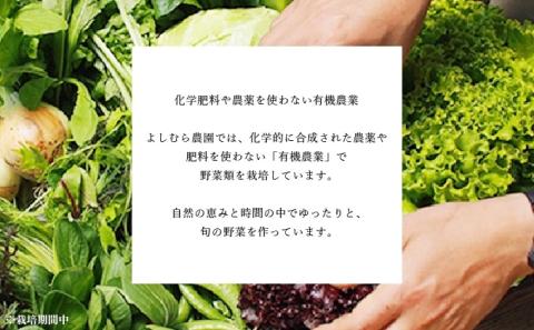 野菜 詰め合わせ 定期便 よしむら農園 オーガニックおまかせ野菜セット/2回定期便 野菜 詰め合わせ オーガニック おまかせ セット 一人暮らし 野菜炒め 無添加 旬 有機栽培 JAS 新鮮