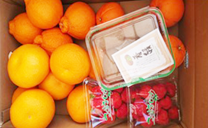 今が旬！丸亀季節の果物セット（3～5種類）