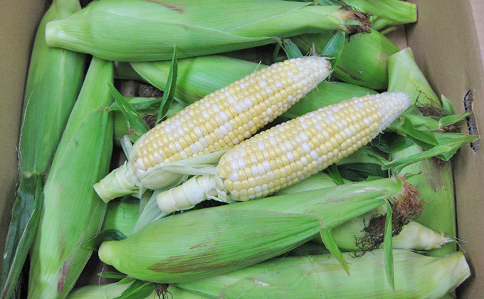 スイートコーン　5kg