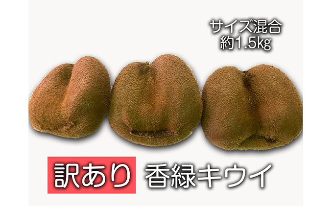 訳あり香緑キウイ（サイズ混合　約1.5kg）