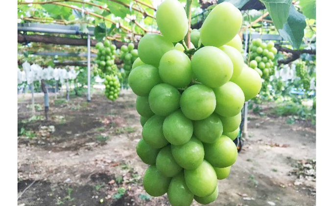 ハウスシャインマスカット　約2kg