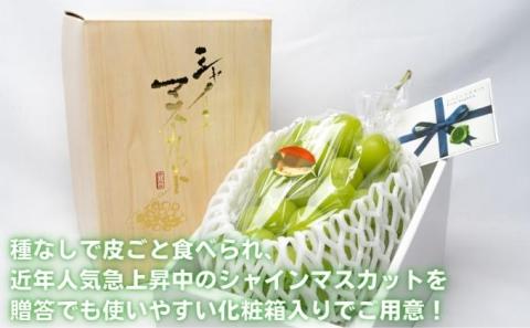 シャインマスカット　1房　化粧箱