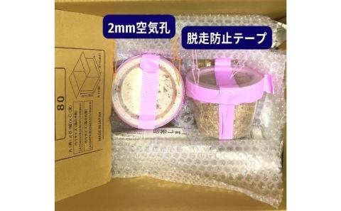 【予約受付】オオクワガタ　オス・メス1ペア（各1匹・香川県産）※2026年8月以降発送