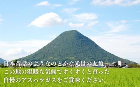 なんと長さは約50センチ！さぬきのめざめ（春芽）10束 アスパラガス 期間限定