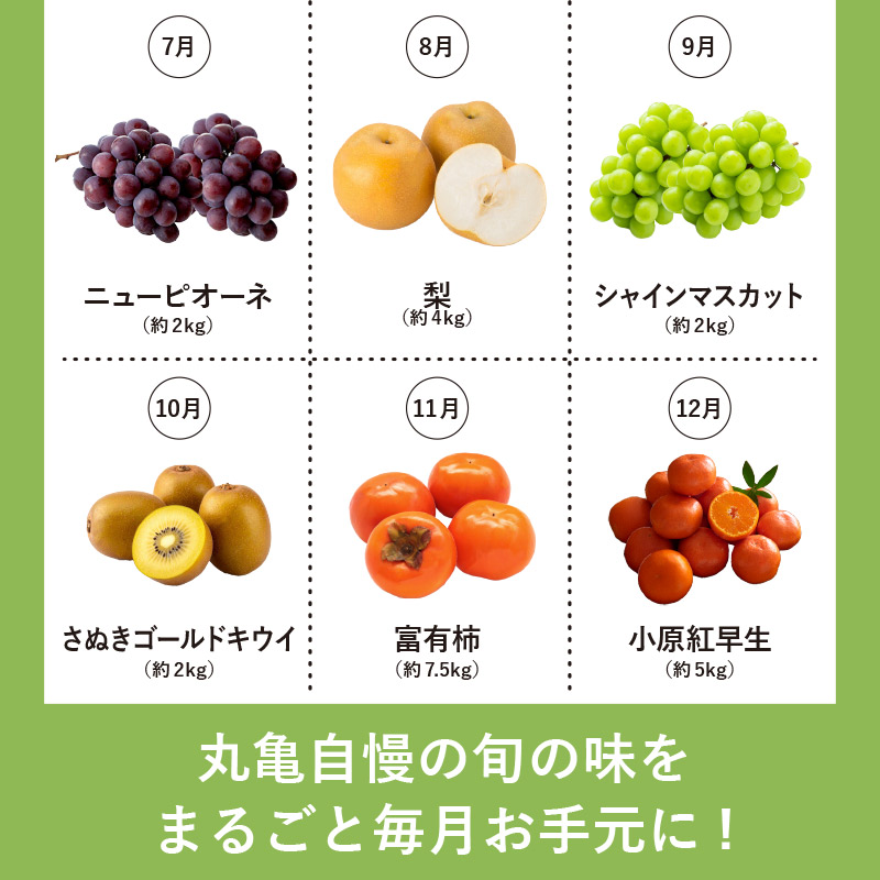 【定期便12回】 【満足パック】 フルーツ 果物 定期便 いちご 桃 シャインマスカット デコポン ピオーネ みかん はっさく びわ 梨 キウイ 柿 さぬきゴールドキウイ 八朔 小原紅早生 苺 さぬきひめ もも ニューピオーネ 旬 ギフト フルーツ定期便 果物定期 果物定期便 香川県 丸亀市