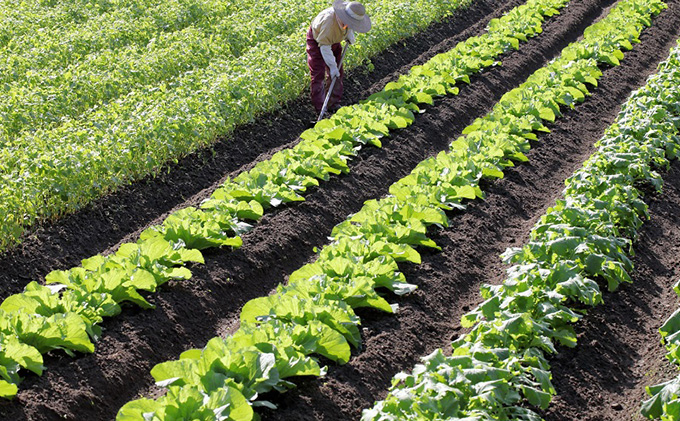 丸亀産季節のお野菜セット11月～３月配送