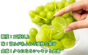 シャインマスカット　1房　化粧箱