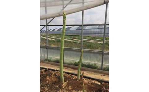 なんと長さは約50センチ！さぬきのめざめ（春芽）10束 アスパラガス 期間限定