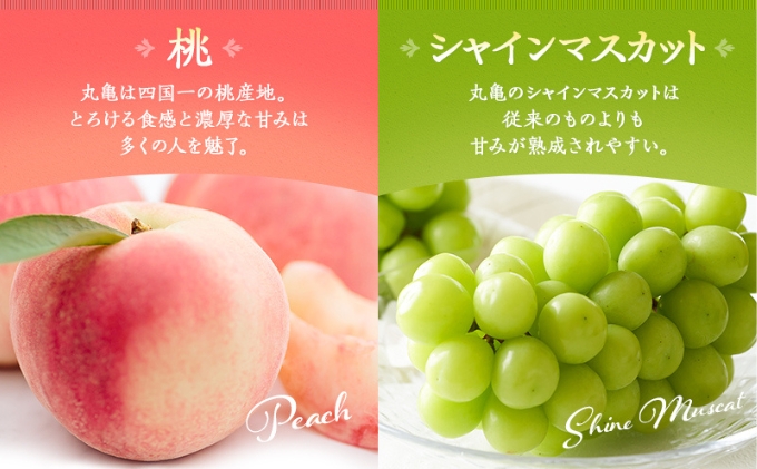 フルーツ 定期便 12ヶ月 丸亀讃美果 セット 詰め合わせ 桃 シャインマスカット いちご ピオーネ みかん 旬の果物 旬のフルーツ 果物 くだもの 紅みかん せとか 清見オレンジ キウイフルーツ キウイ 12回 1年 お楽しみ 香川