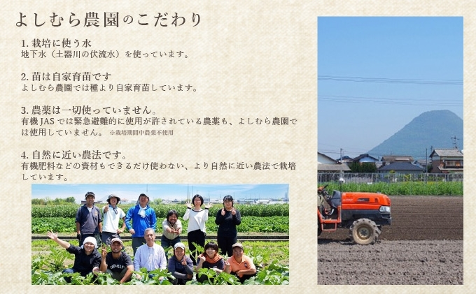 野菜 詰め合わせ 定期便12回／よしむら農園 オーガニック おまかせ野菜セット 定期配送