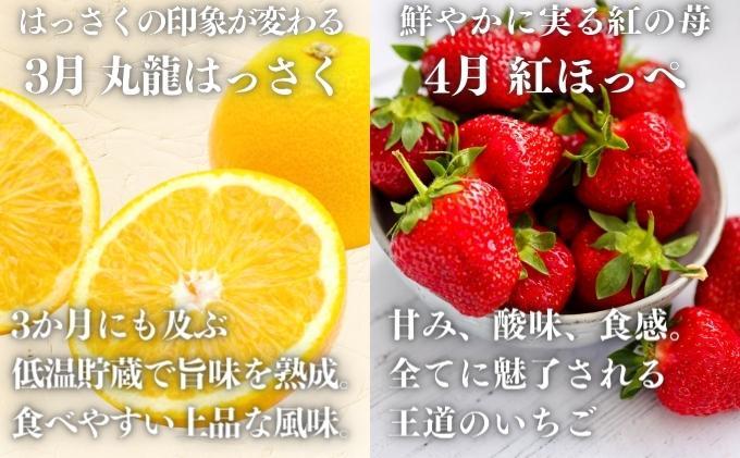 【旬の果実便り】 丸亀フルーツ定期便 全12ヶ月 果物 フルーツ 定期便 いちご キウイ はっさく もも デコポン びわ 桃 シャインマスカット みかん セット お楽しみ 香川県 丸亀市