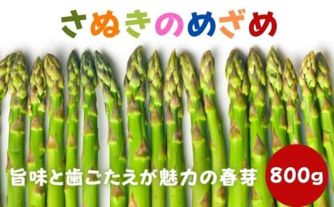アスパラガス 早出し さぬきのめざめ 春芽 約800g 期間限定 アスパラ グリーンアスパラ 野菜 旬 旬の野菜 季節の野菜 産地直送 香川 香川県 丸亀 丸亀市 冷蔵 冷蔵配送 先行 予約 2026 2026年 2月上旬発送開始