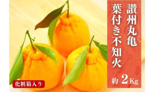 葉付き不知火（デコポン）化粧箱約2kg