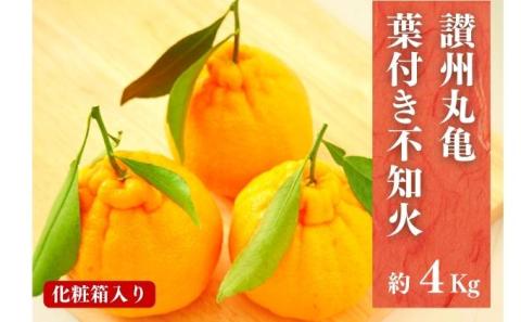 葉付き不知火（デコポン）化粧箱 約4kg