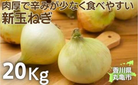 新玉ねぎ　約20kg
