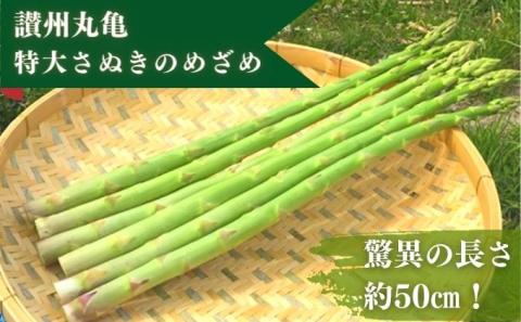なんと長さは約50センチ！さぬきのめざめ（春芽）10束 アスパラガス 期間限定