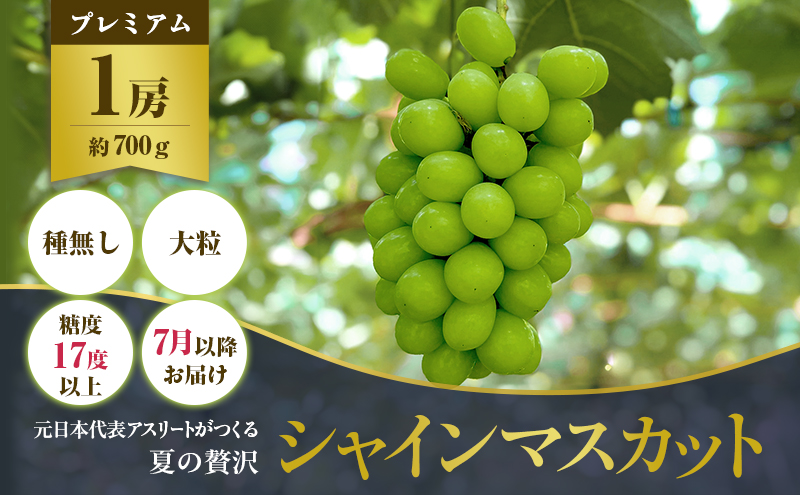 朝採りシャインマスカット　名峰讃岐富士育ち 煌めきの果実