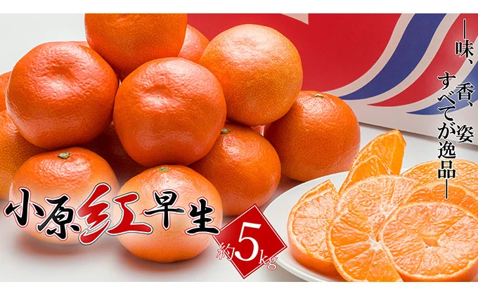 【2025年11月中旬より順次発送】【特秀品】みかん 小原紅早生 約5kg 真っ赤なみかん 小原紅早生みかん 甘い ミカン 蜜柑 フルーツ 果物 くだもの 柑橘 柑橘類 デザート 旬 産地直送 冬の味覚 旬の果物 旬のフルーツ お取り寄せ 取り寄せ