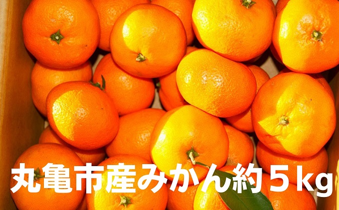 丸亀産みかん約5kg