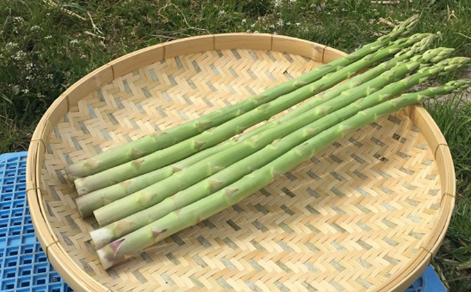 JA香川県 さぬきのめざめ（春芽・レギュラーサイズ）15束 アスパラガス 期間限定