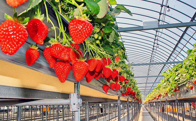 いちご 2種 × 4パック 食べ比べ セット 紅ほっぺ さぬきひめ 詰め合わせ フルーツ 果物 旬 旬のフルーツセット 季節のフルーツ デザート おやつ 旬の果物 季節の果物 冷蔵 冷蔵配送 予約 2月以降発送開始