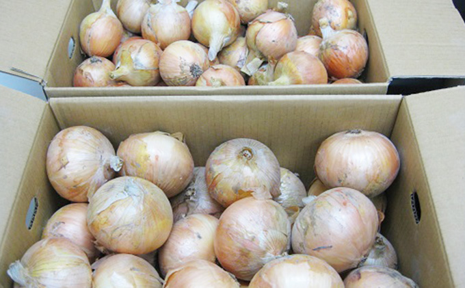 丸亀産玉ねぎ　20kg
